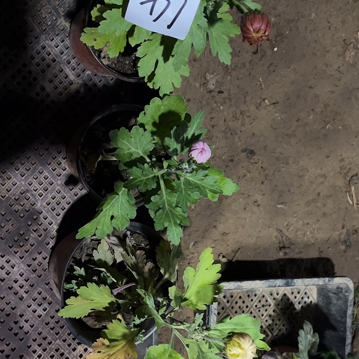 完全开放土球发货不包损一物一拍14