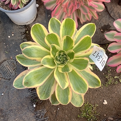 1347燕姿锦多肉捧花