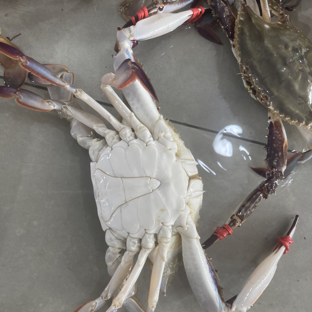 丹东东港中公蟹2斤单只3两左右【保鲜不保活】不包全腿，九分肥