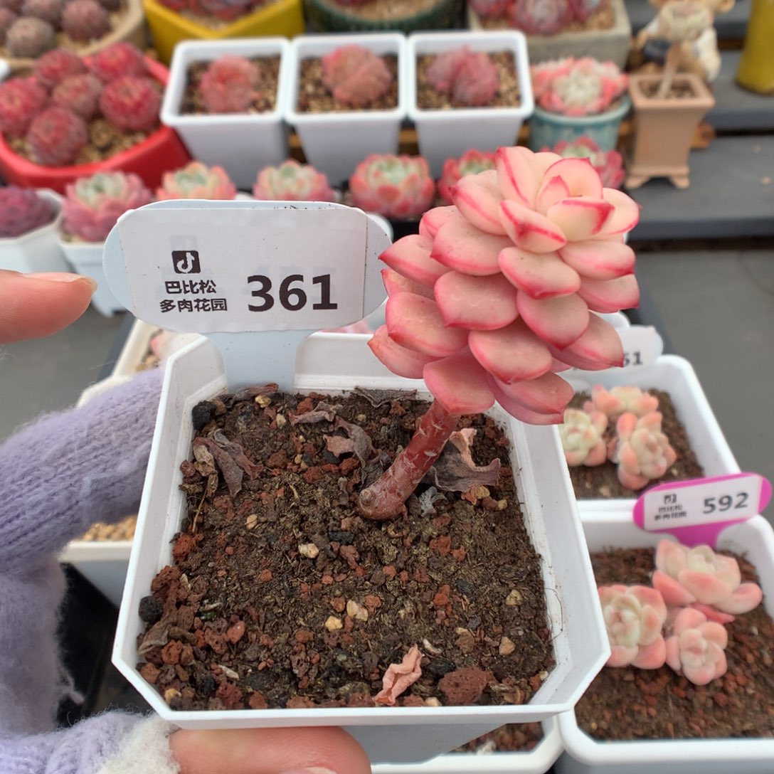 361探戈锦多肉福利