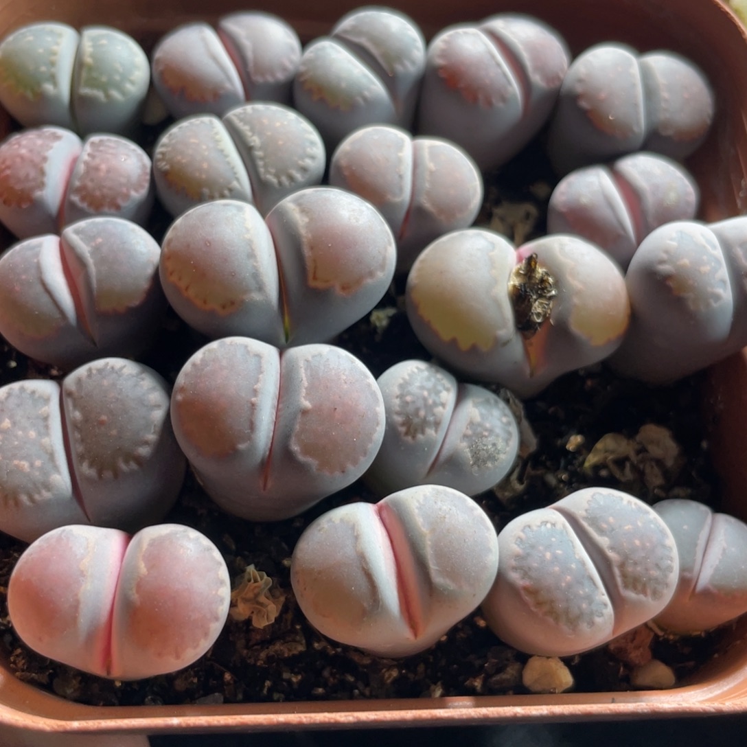 大盆特价一物一拍～16