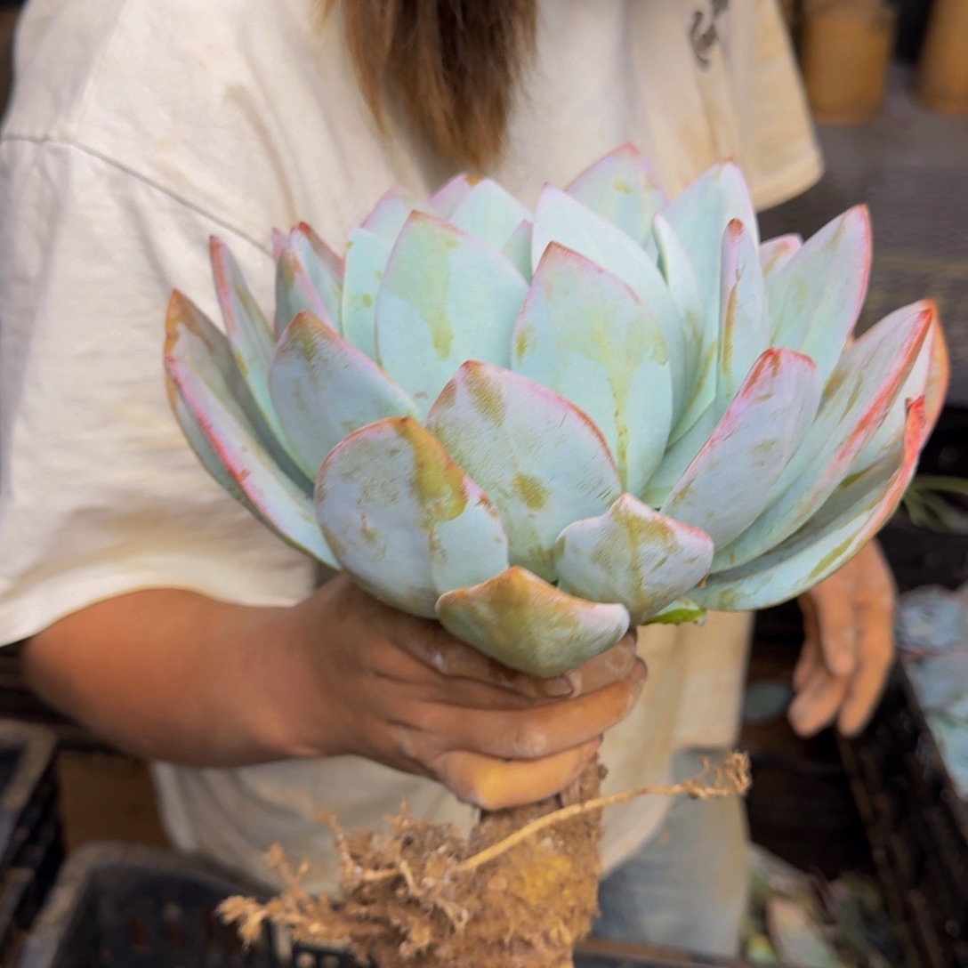 轮***）奶茶 一颗 不包损73号