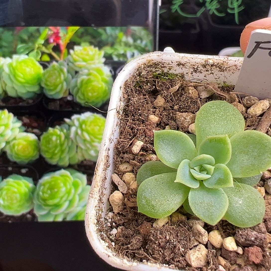 翡翠留心一物一拍