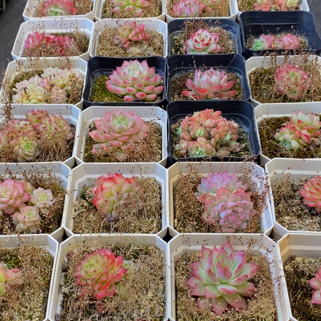 058多肉植物保护研究所所长助理