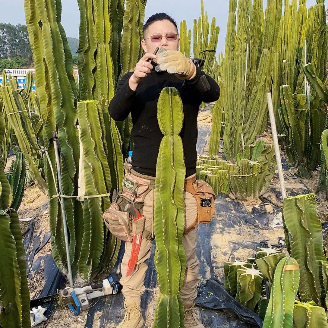 秘鲁苹果高度130厘米左右无根（3）