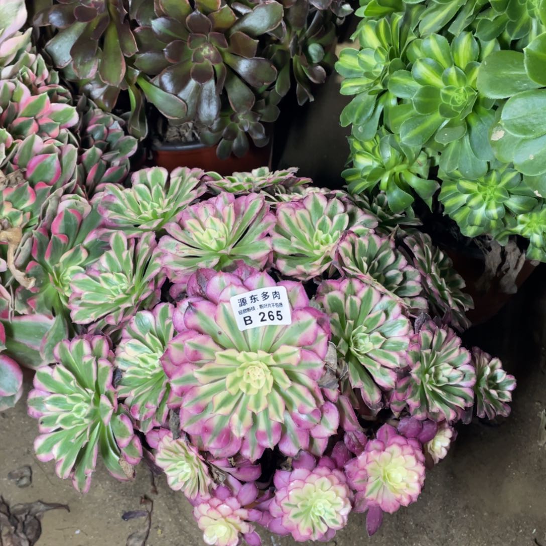 265红铜壶多肉法师断枝不包