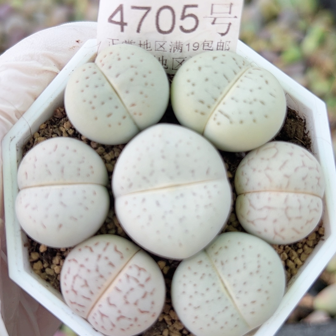 4705 好养易活生石花大母本