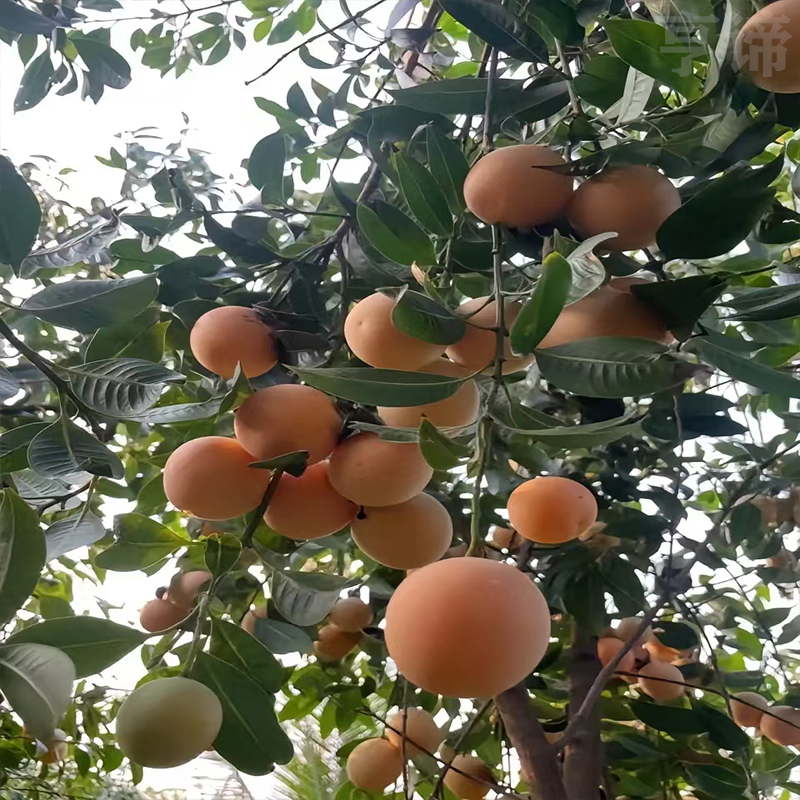 枇杷芒苗果树苗带土发货矮化盆栽阳台种植基地直发正品对版