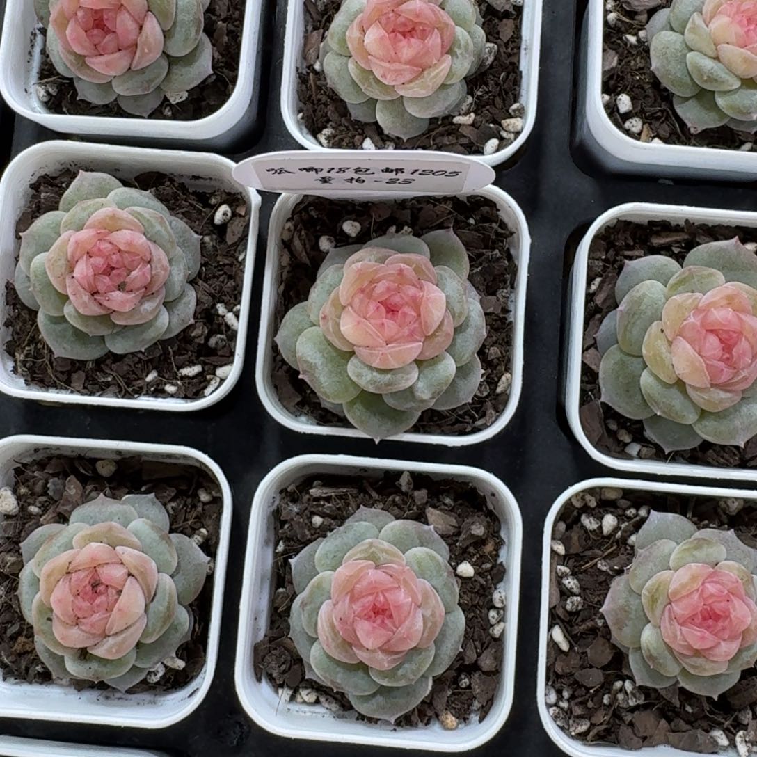 1205-023-纯牛奶一颗量拍