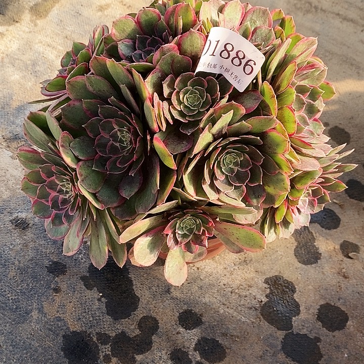 1886夜宴多肉植物