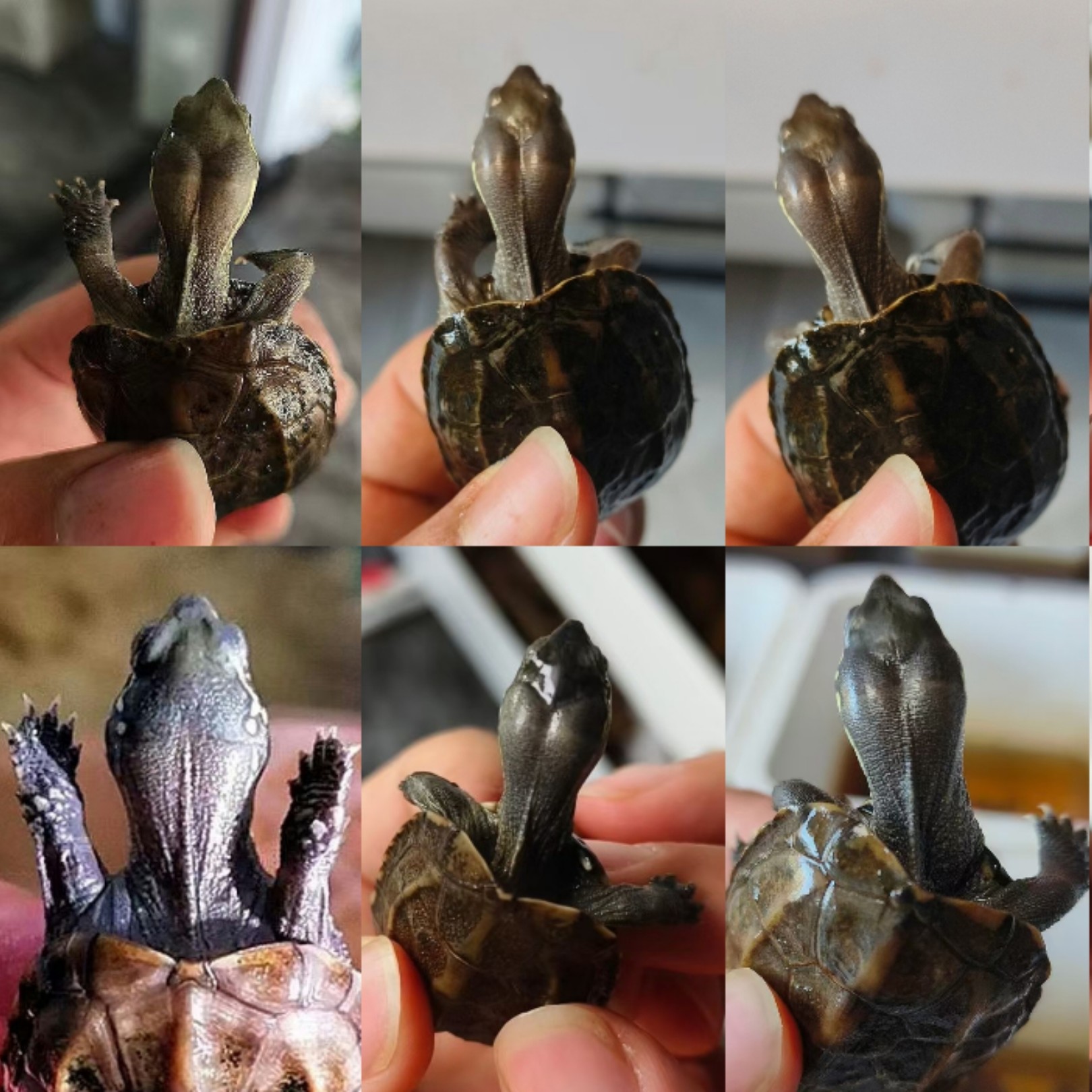 各类高端人工大头草龟个体，入门级，中级，高等级和收藏级个体