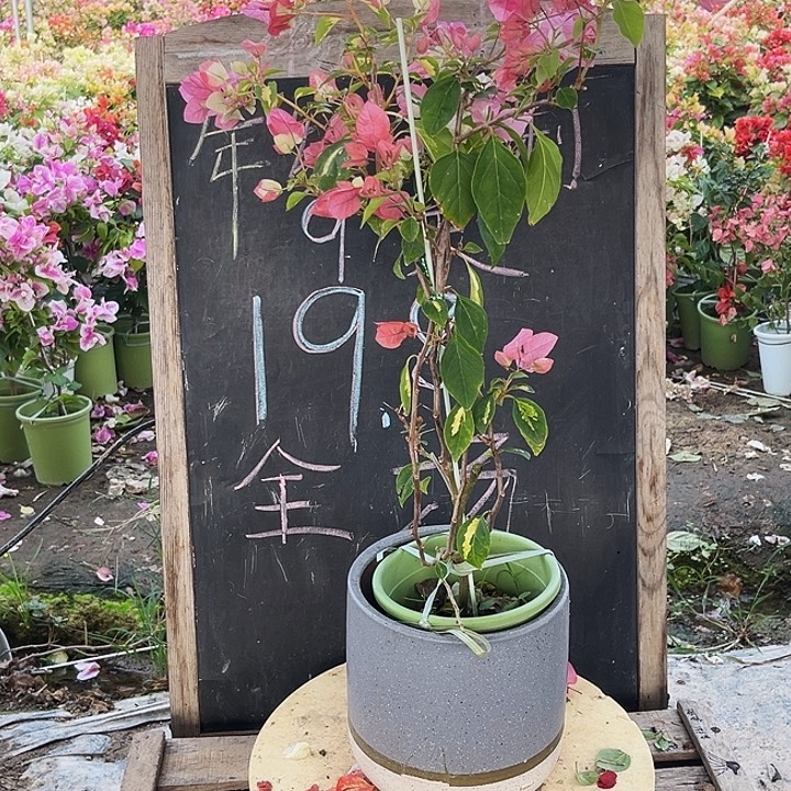 无花朵三角梅橙白