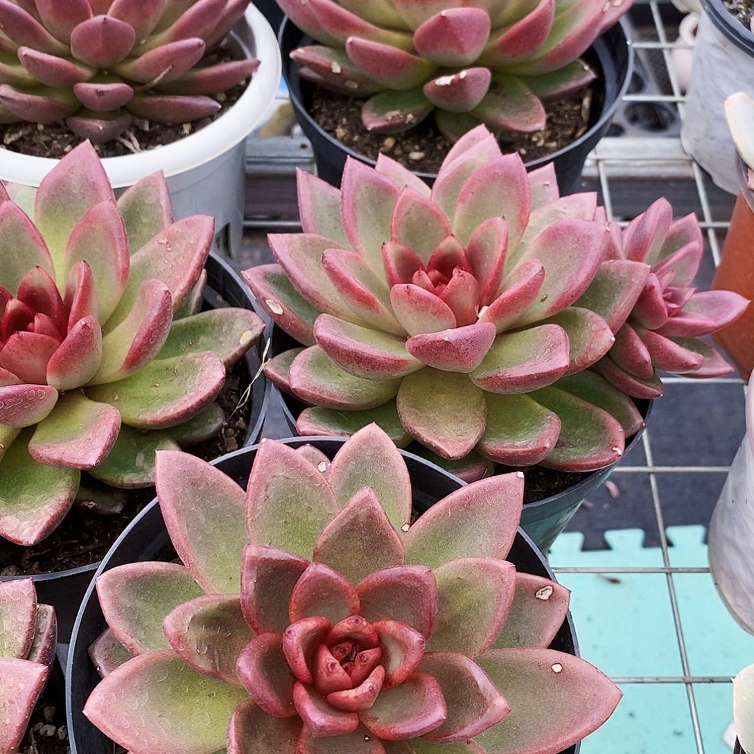 丰沛玫瑰大单头精品