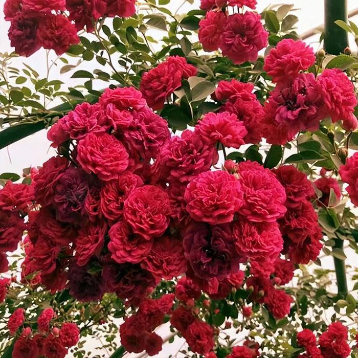 四季红木香爬藤植物浓香花苗甜蜜黄木香庭院多季开花垂吊盆栽花卉