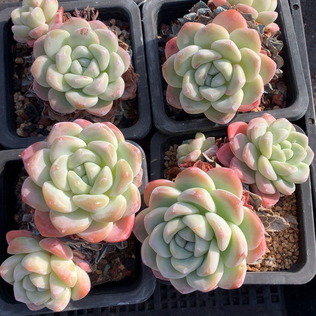 1219-07 老桩冰玉