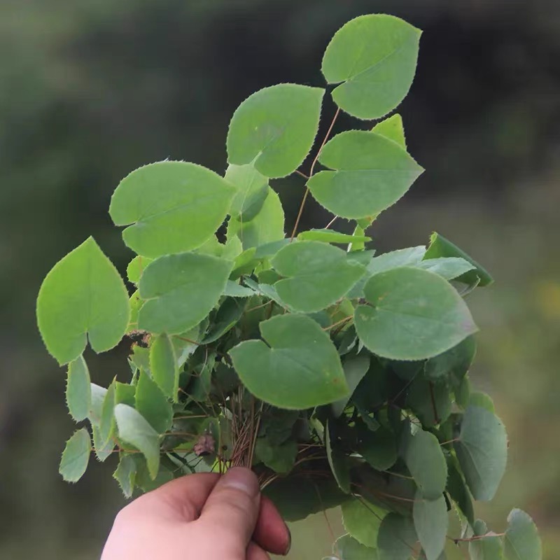 三枝九叶草甘肃 锯齿 小圆叶 纯叶片 搭配枸杞泡水煮水泡酒