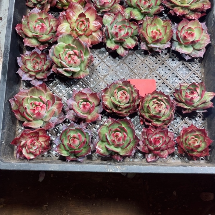 曾***节惊鸿仙子多肉植物A104