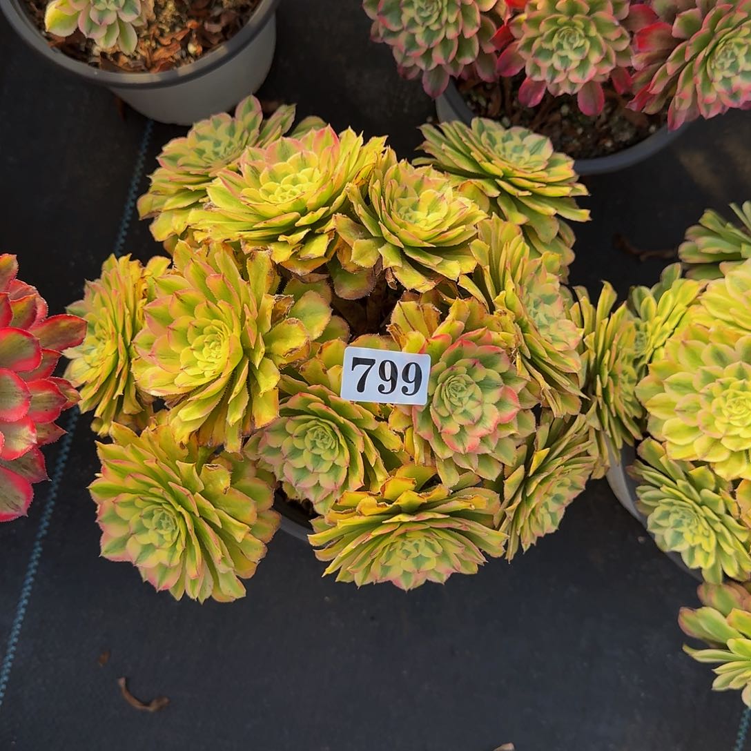 0000799黛玉丛林多肉植物