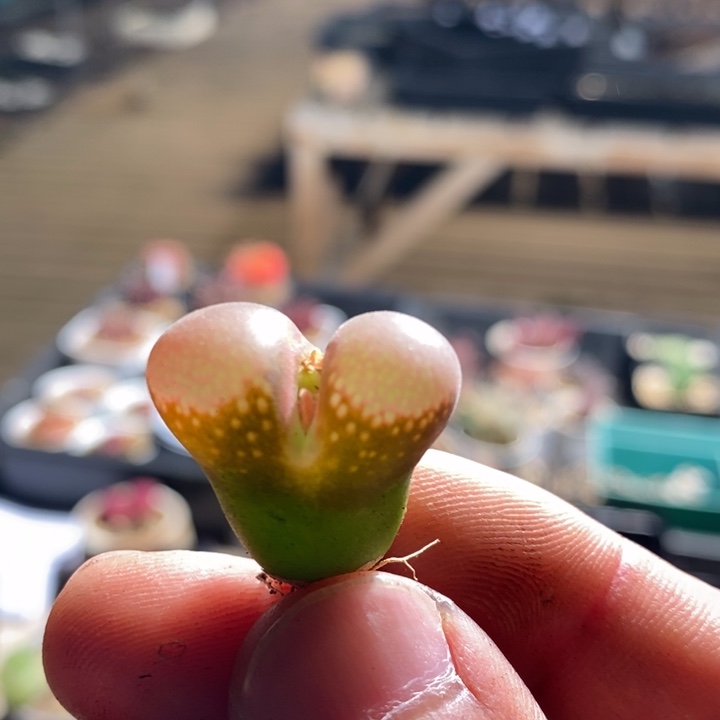 16236一个一个一个