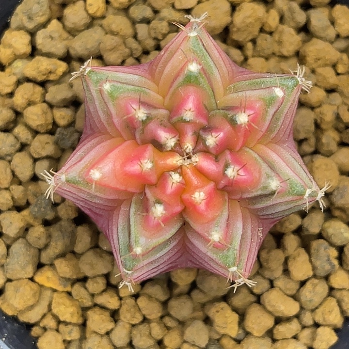 果冻奶黄 一物一拍