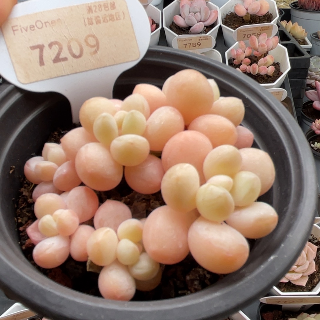 泡泡糖7209-6.5厘米