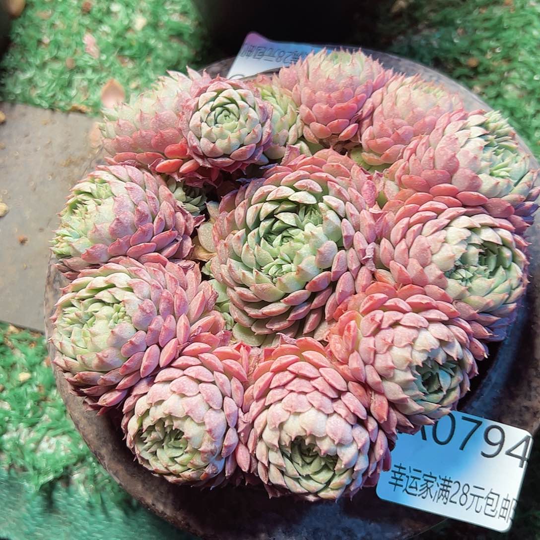 幸运的是我的朋友们