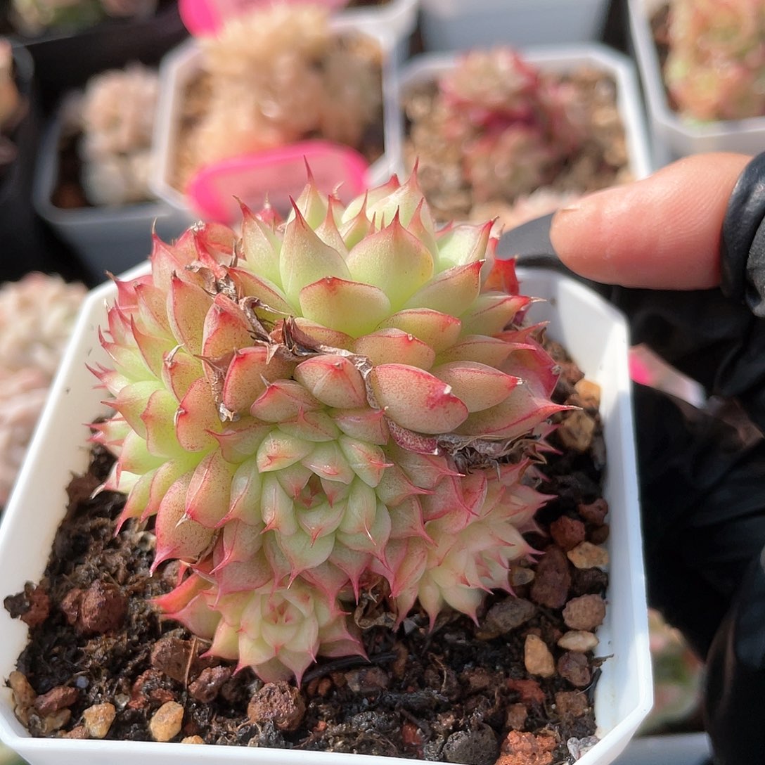 优选麦秆手捧花8833