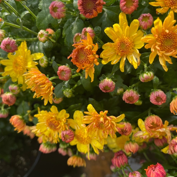 《蕾娜系列》球菊云南基地菊盆栽四季开花好养耐寒室内外阳台