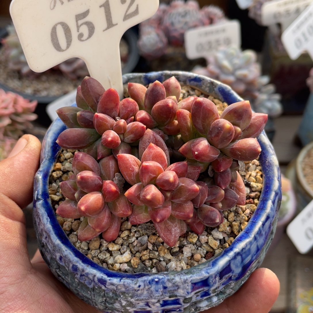 0512千代田不带盆7厘米