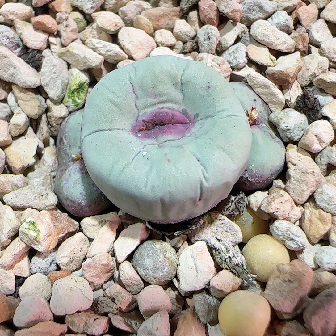 无花朵特选贝特芬ssw