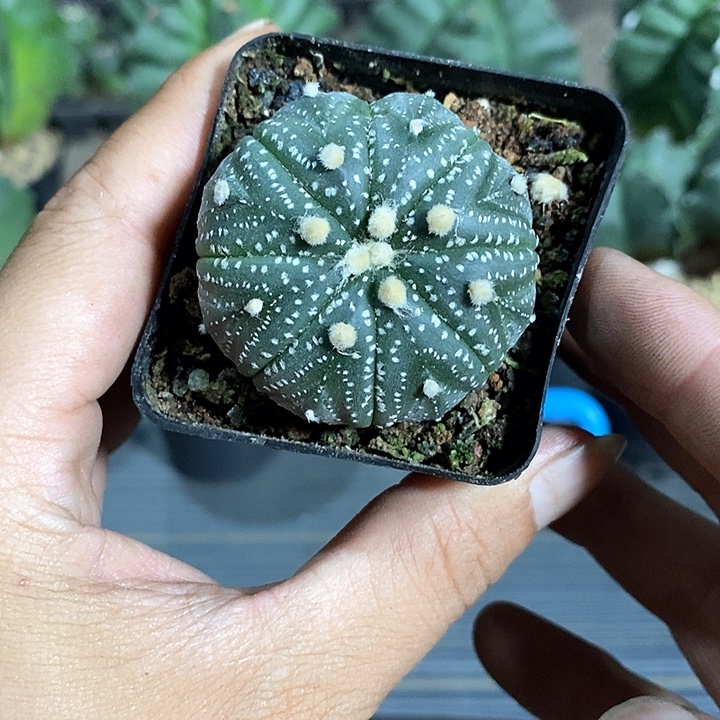 喜***喜超兜实生脱土发货