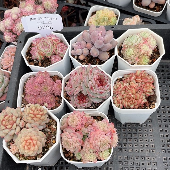 薇薇安园艺多肉0726