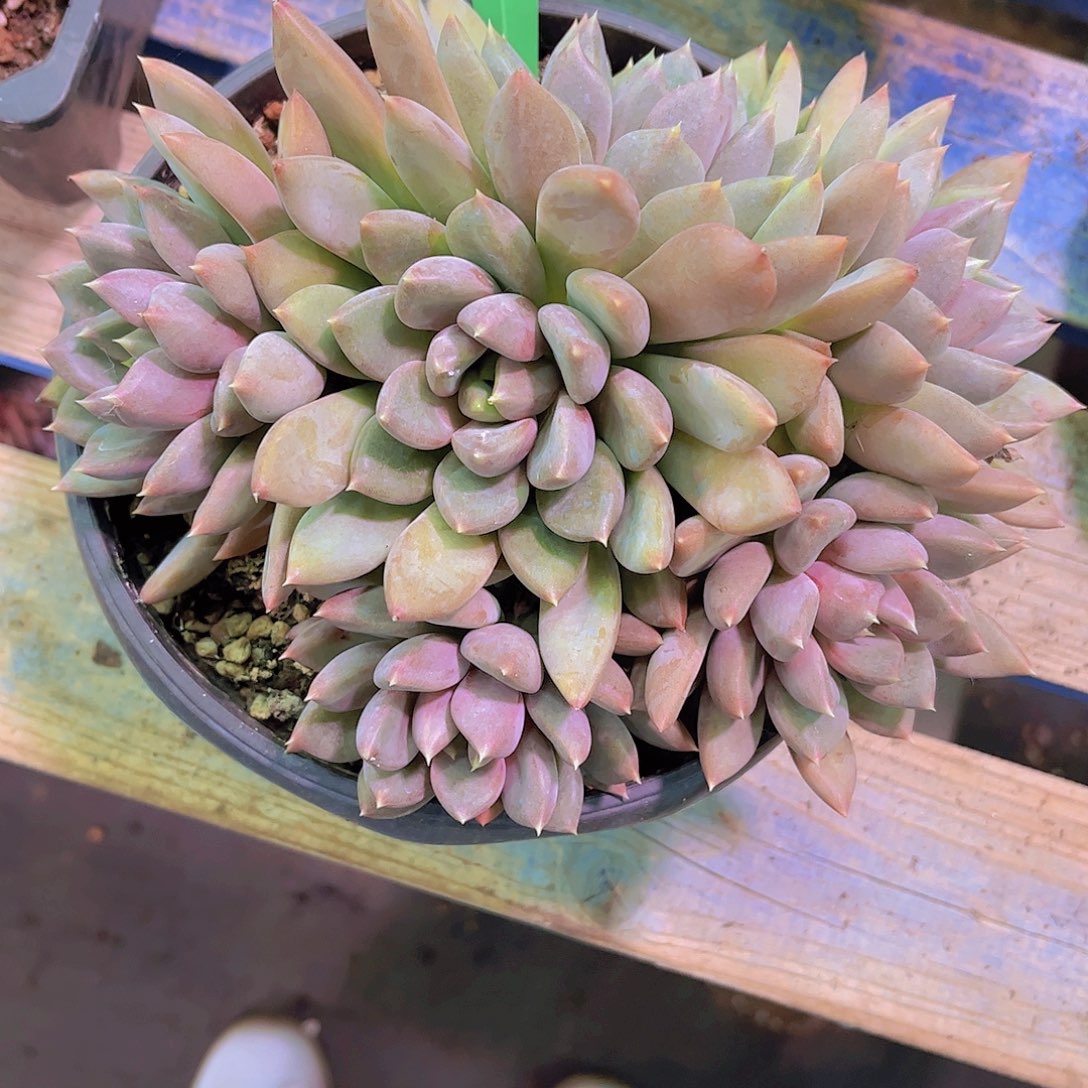 木***玲象牙Ａ９００一颗一物一拍