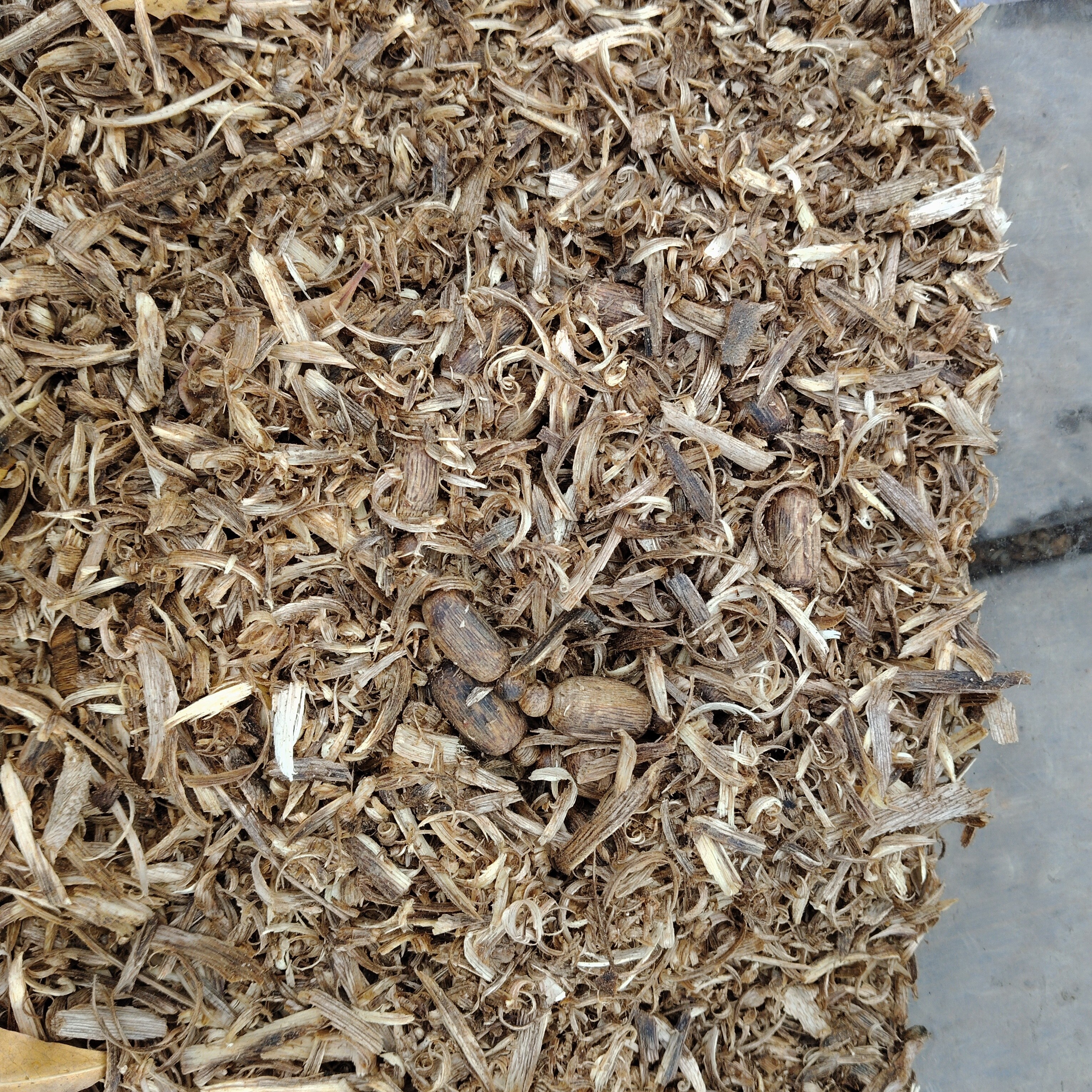 绿奇楠沉香碎块多样性发货