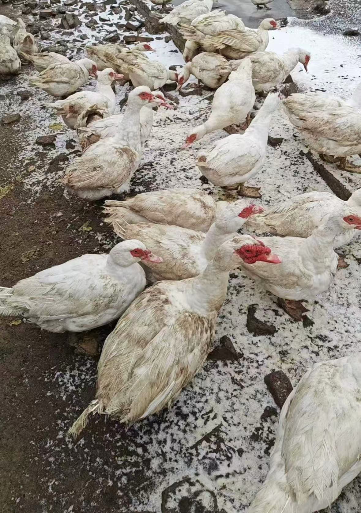 散养土鸳鸯（番鸭）现拍现杀新鲜发货 肉质紧实 冰鲜发货