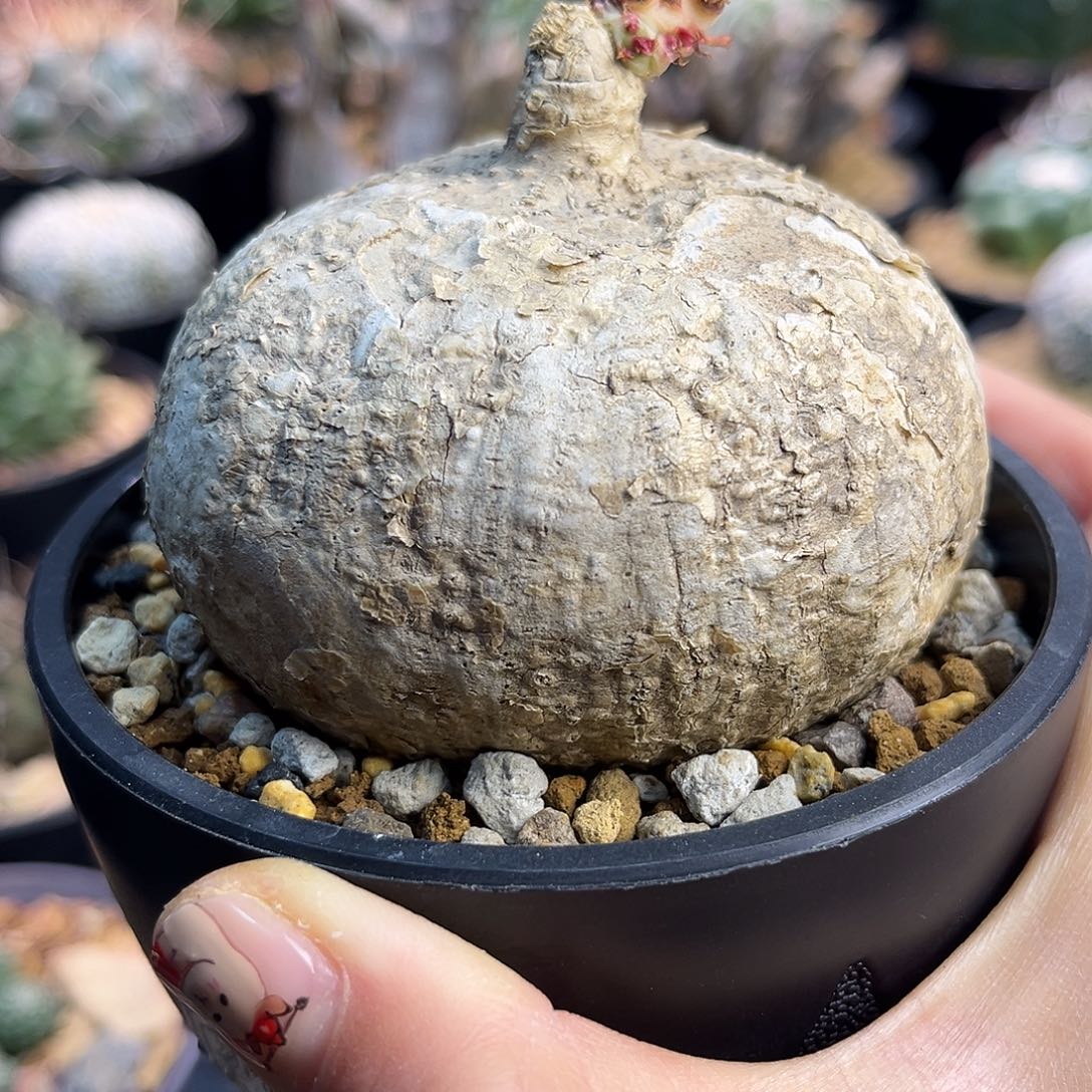 卵叶西菜番莲Zzzzszzzzz