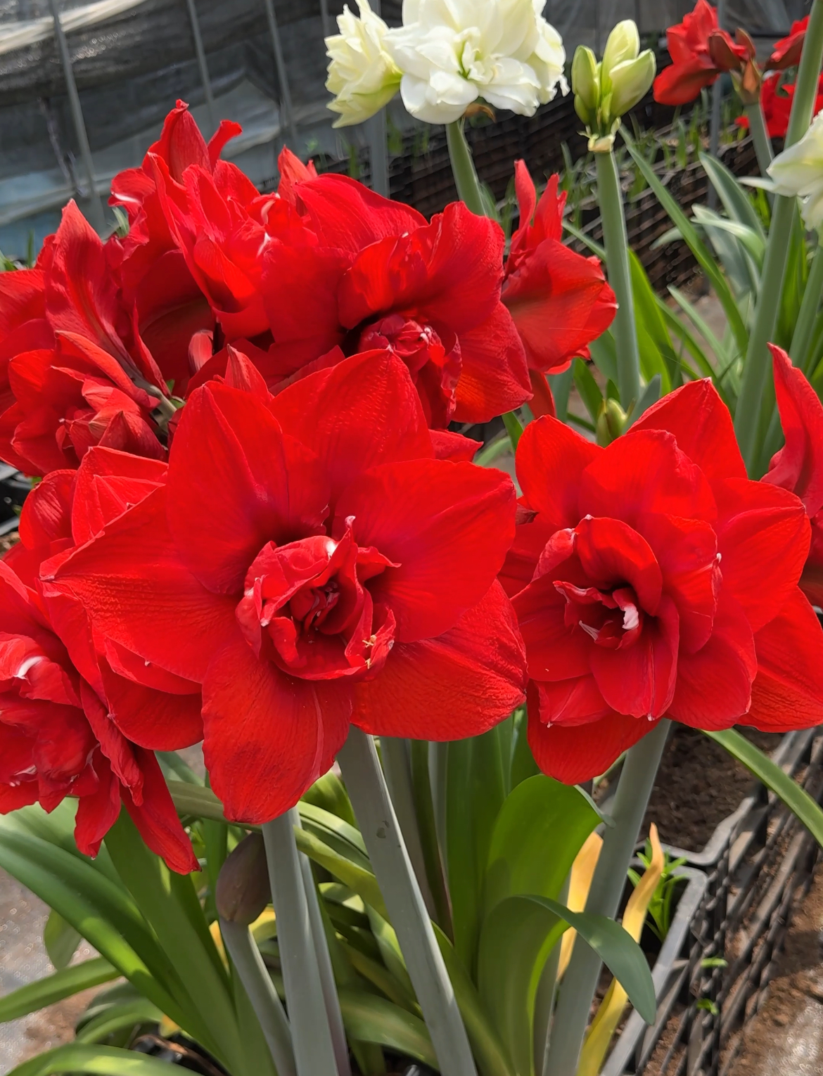 自然球《双王裸球发直径6+》1颗重瓣朱顶红种球