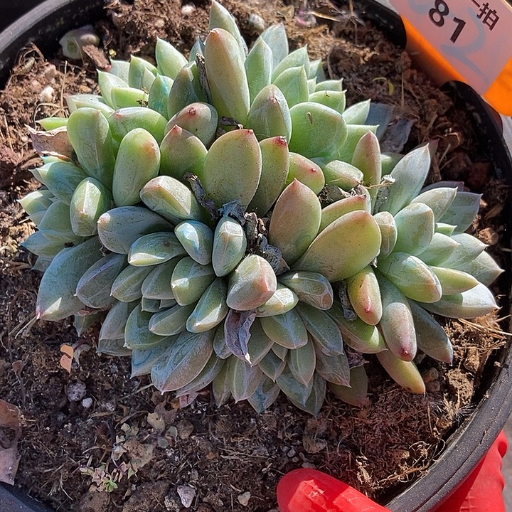 81 一物一拍不退不换