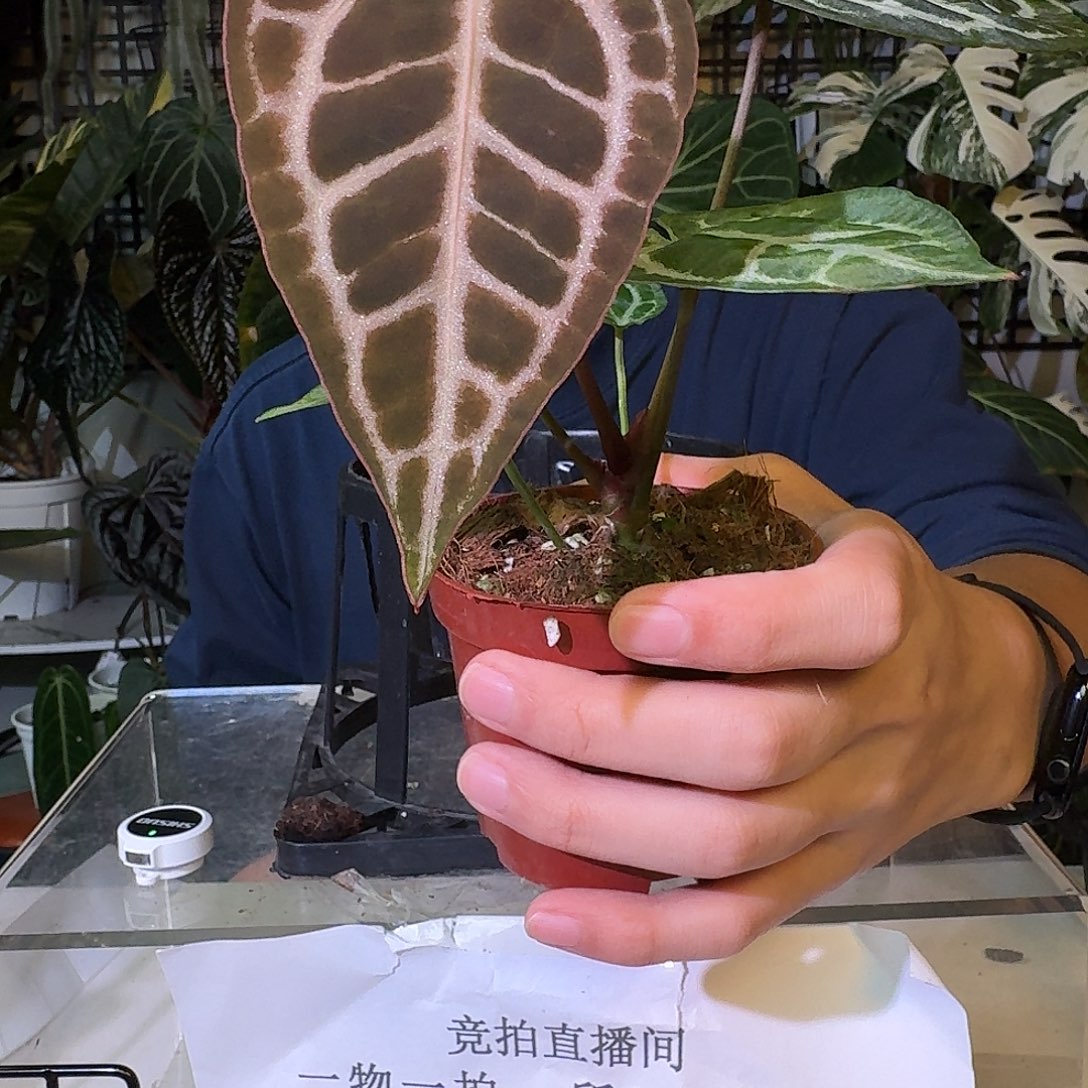 不开花植物C45红水晶杂极致小钻石