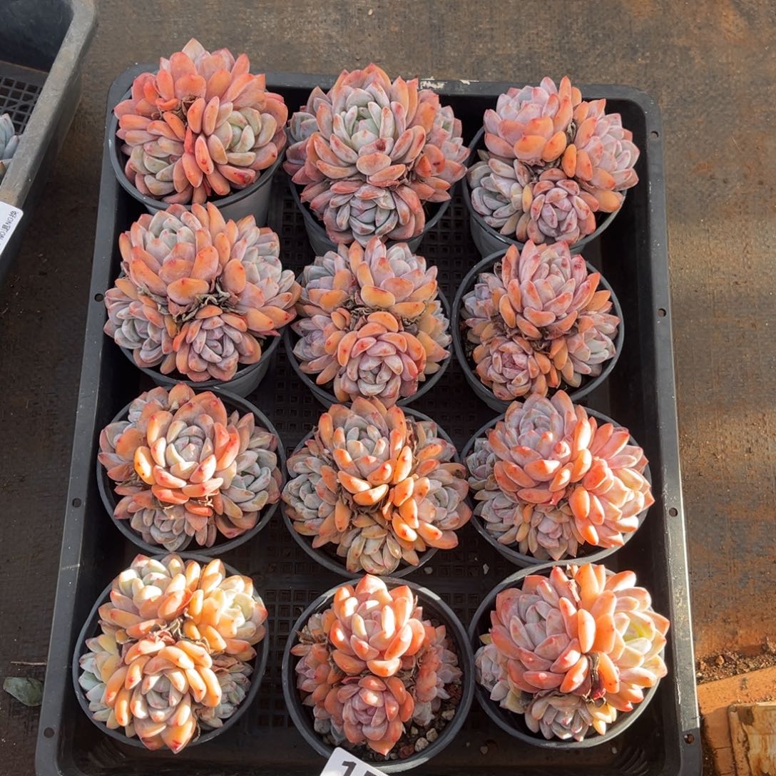 带盆发     154号新疆西藏内蒙古不包邮