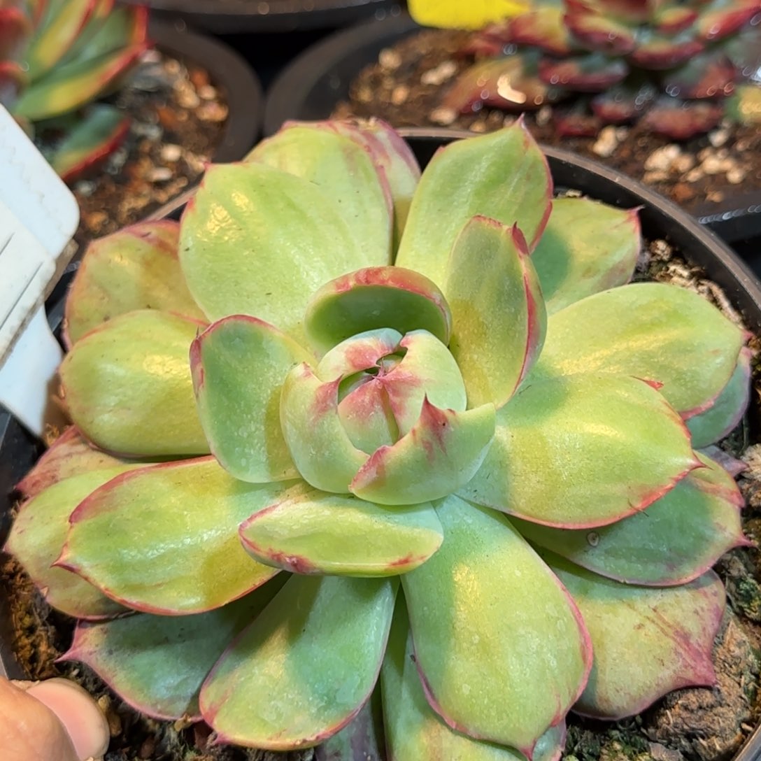 惊鸿一物一拍包装收缩花旱862