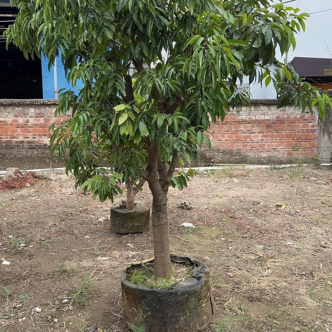 用***2完全开放果树果树果树1111111