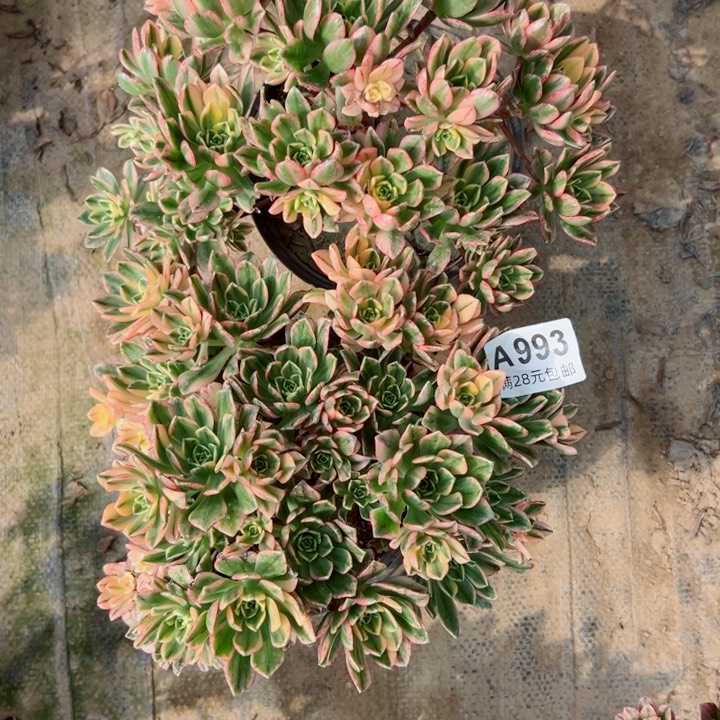 993。994甜茶多肉植物