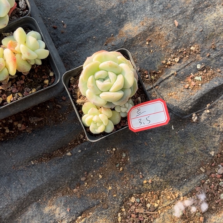 兰***冰玉多肉七方盆一头