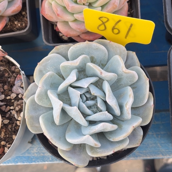 雪特多肉植物861