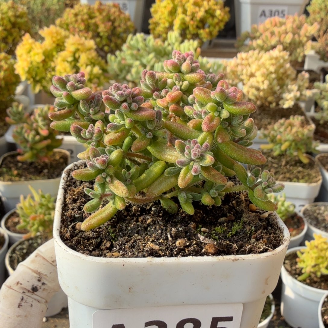 A385红宝石28元包邮