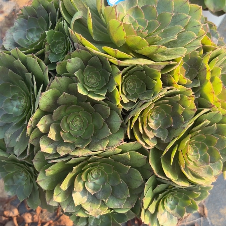 万拉丝多肉法师不包损10