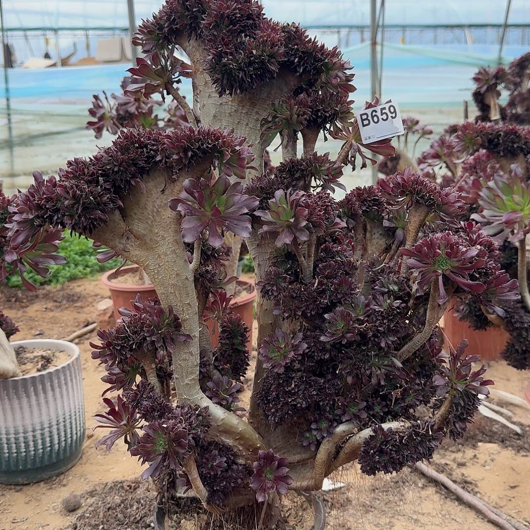 659黑法师有伤一颗呀呀