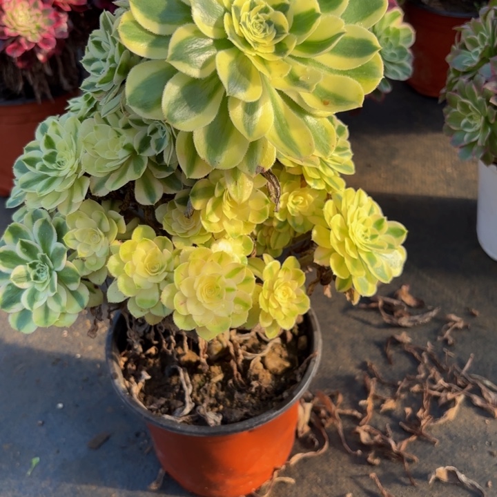 瑞妈，，。。。061保时捷，