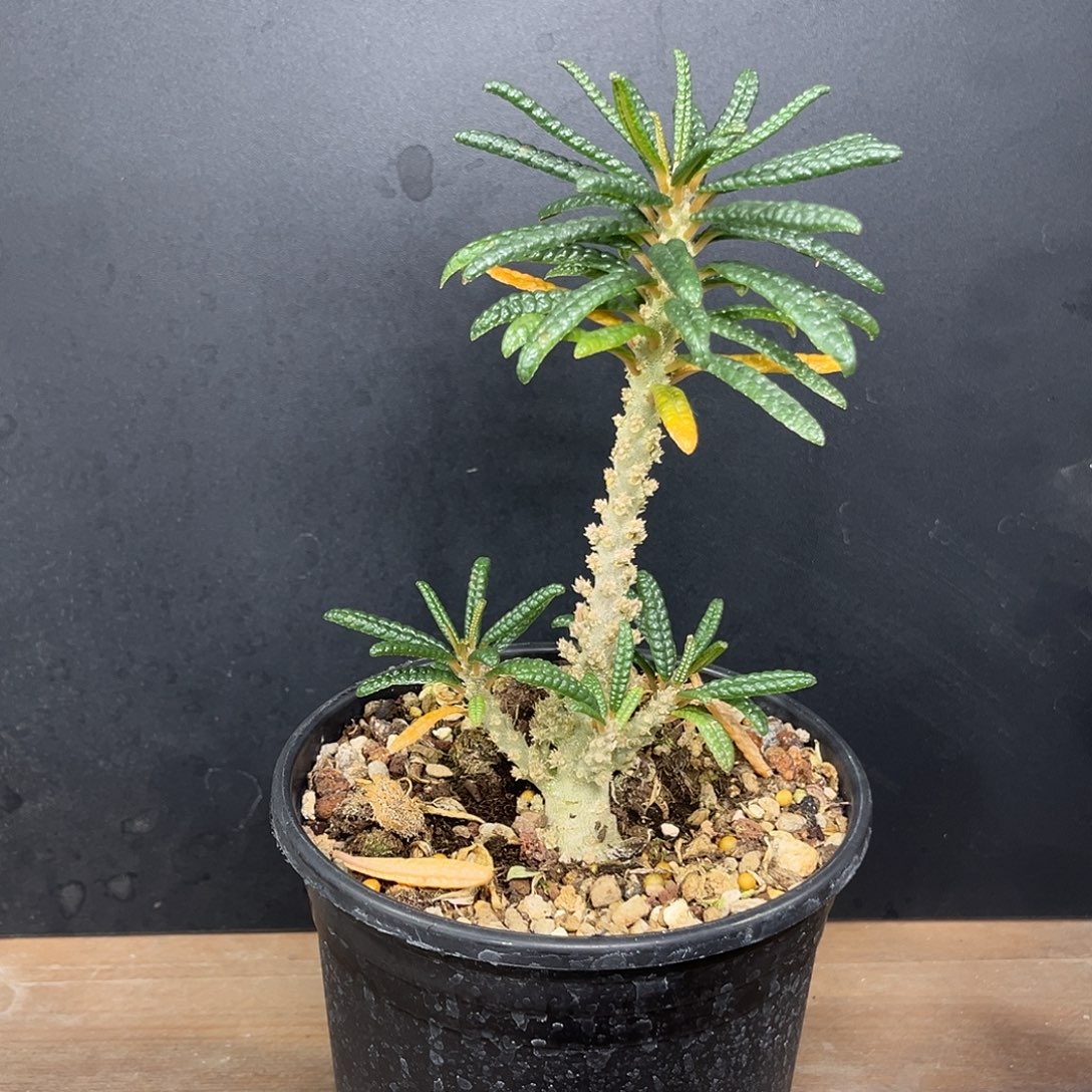 泡泡叶Zzzzzzzxxxxxxx